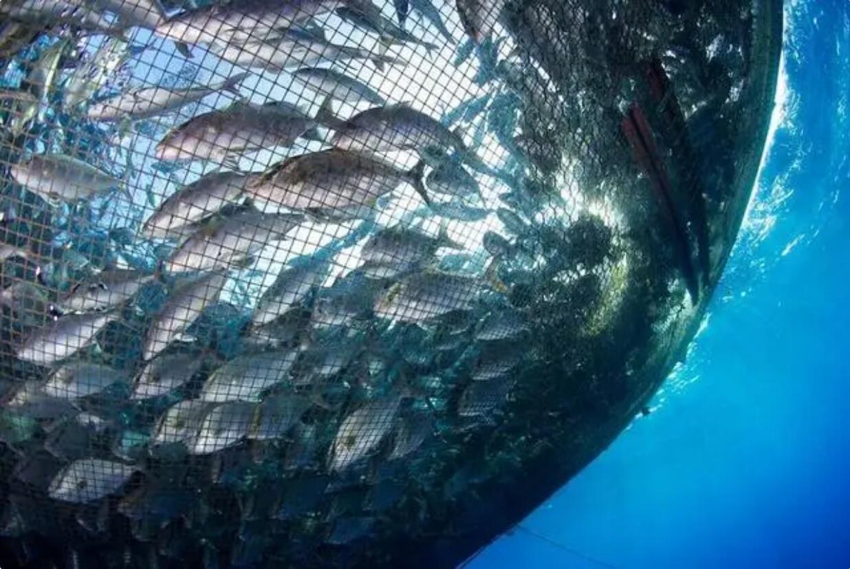 讓中國人吃上本土鮭鱒魚！自貿(mào)煙臺經(jīng)海藍(lán)色種業(yè)研究院首個賦能轉(zhuǎn)化項目落地